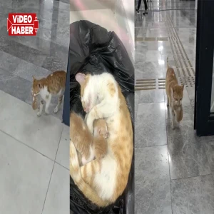 Şanlıurfa'da yürekleri ısıtan görüntü: Anne kedi yavrularıyla vakfa sığındı