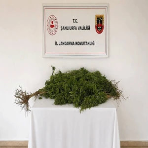Şanlıurfa’da yasadışı ekim yapan şahıs yakalandı