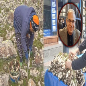 Şanlıurfa’da 'kenger' mesaisi başladı: Yılda sadece 25 gün taze bulunuyor