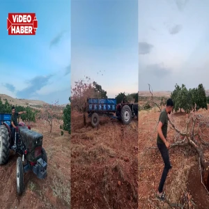 Şanlıurfa’da fıstık tarlasında yılların emeği kurudu: Üretici ağaçları söktü