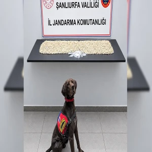 Şanlıurfa’da jandarmadan şüphelinin adresine baskın! Binlercesi ele geçirildi