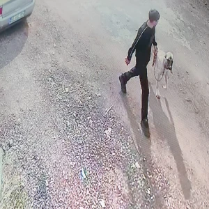Şanlıurfa’da kangal köpeğini çaldılar!