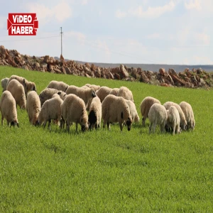 Şanlıurfa'da canlanan meralar besicilerin yüzünü güldürdü!