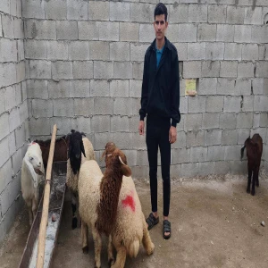Şanlıurfa’da kayıp koyunları drone buldu!