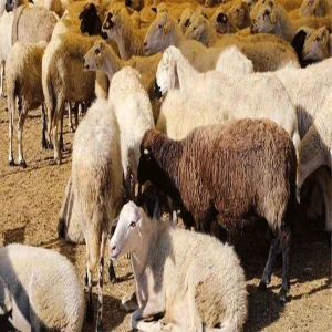 Şanlıurfa’da bin 300’den fazla küçükbaş satılacak!
