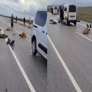 Şanlıurfa’da araç koyun sürüsüne çarptı! 10 koyun telef oldu