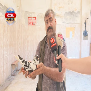 Urfa'nın uçan servetleri! Fiyatını duyanlar kulaklarına inanamıyor