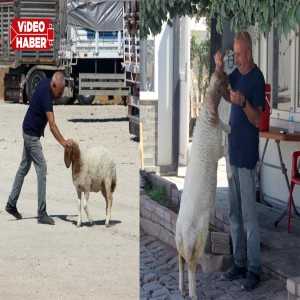 Şanlıurfa'da bekçi ile kuzunun şaşırtan dostuğu!  "Benim beşinci çocuğum"