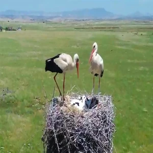 Şanlıurfa'da başladı, tüm bölgeye yayıldı! Önce kelaynaklar, şimdi leylekler…