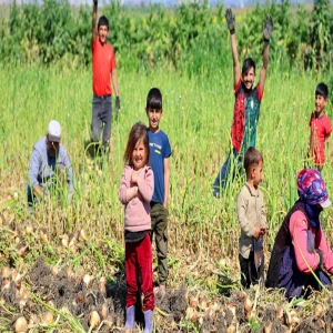 Şanlıurfa ve Diyarbakır’dan Adana’ya: Mevsimlik tarım işçisi çocuklar yine tarlada