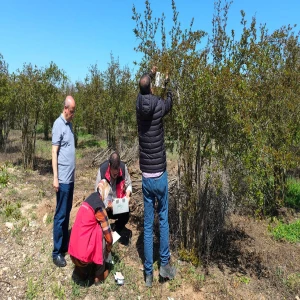 Suruç’un tescilli ürününe ‘Akdeniz’ kalkanı!