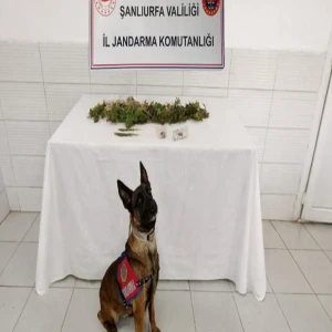 Şanlıurfa’da hassas burunlu dedektifler iş başında! Zehir tacirlerine baskın!