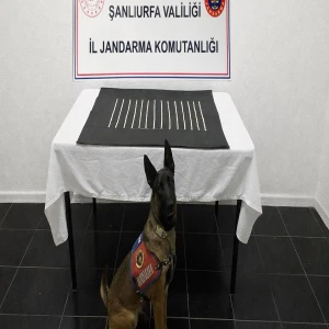 Jandarmadan Harran’a narkotik baskını!