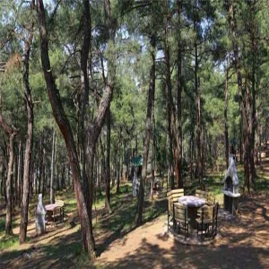 Orman fakiri Şanlıurfa’ya Haliliye’den nefes: 30 bin ağaç kurtarıldı