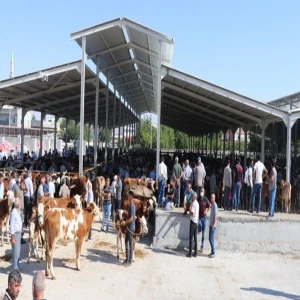 Şanlıurfa'daki kurban alıcılarını bekleyen "gizli" tehlike! Pazara gitmeden önce mutlaka okuyun