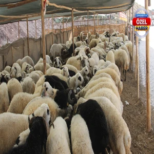 Şanlıurfa’da Kurban Bayramı öncesi büyük tehlikeye dikkat! Sahte para…