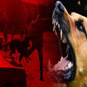 Şanlıurfa'da yaşanan köpek saldırıları sonrası gözler Hollanda'ya çevrildi