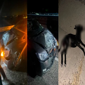 Adıyaman-Şanlıurfa hattında gece yarısı tehlikesi! Telef oldu