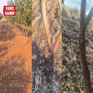 Şanlıurfa’da yaban domuzları fıstık bahçelerini talan etti!