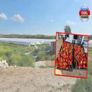 Şanlıurfa çilek üssü oluyor!
