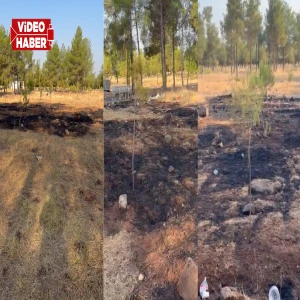 Yeşile hasret Şanlıurfa'da yürekleri ağza getiren yangın paniği!