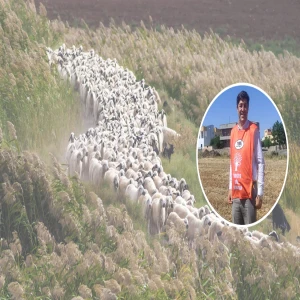 Şanlıurfa'da hayvancılıkta büyük tehlike!