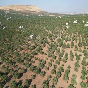 Şanlıurfa fıstığını komandolar koruyacak