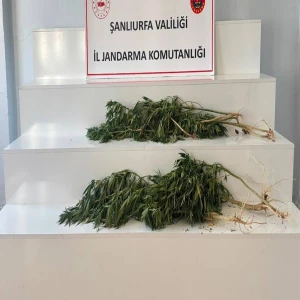 Şanlıurfa’da yasa dışı ekime jandarma müdahalesi!