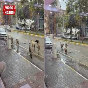 Şanlıurfa’da başıboş köpekler görülmeye devam ediyor! Hem de sürü halinde
