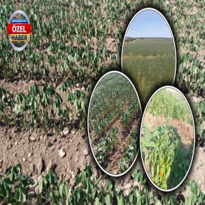 Şanlıurfa'da çiftçiyi bitiren sulama krizi: Böyle giderse çiftçiliği bırakacağım
