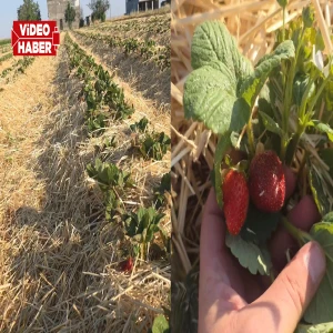 Şanlıurfa'da bir ilk! Tarlaya gelen parasını verip kendisi topluyor