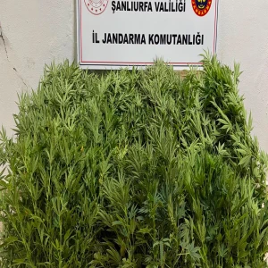 Şanlıurfa’da jandarma tespit etti, operasyonla ele geçirildi