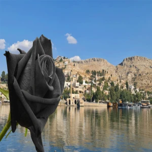 Şanlıurfa’da kavuşamayan aşıklardan doğan karagül efsanesi