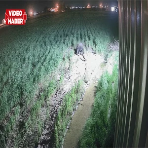 Şanlıurfa'da gece yarısı köye domuz indi! Saniye saniye kaydedildi