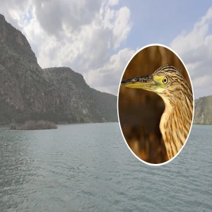 Şanlıurfa’da doğa tutkunlarının objektifine takıldı: Yarım saat boyunca gözlemlendi