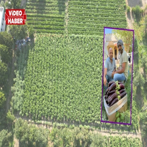 Şanlıurfa’nın ‘mor’ bereketi tarlaları doldurdu: Kışın karı, baharın yağmuru, yazın sıcağı…
