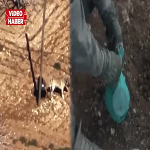 Şanlıurfa'da jandarma tarlada gömülü halde buldu! 1 kişi gözaltına alındı