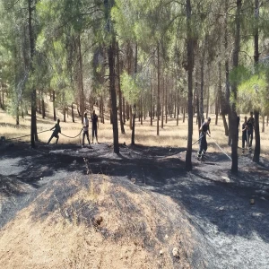 Şanlıurfa’da ormanlık alanda korkutan yangın! Ekipler seferber oldu