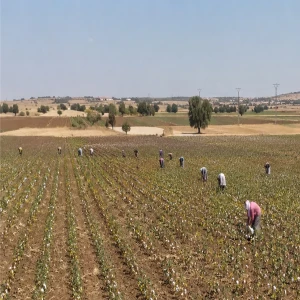Şanlıurfa’da tarım işçilerinin ücretleri belli oldu!