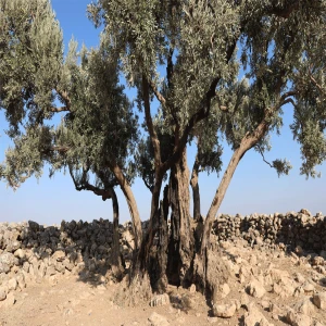 Şanlıurfa'da 1400 yıllık ağaç için ihaleye çıkıldı!