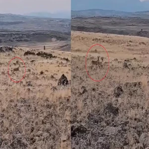 Şanlıurfa kırsalında yaban hayatı görüntülendi!