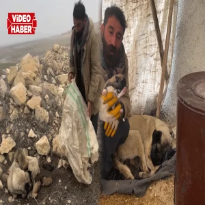 Şanlıurfa'da soğukta kalan yavrulara şefkat eli