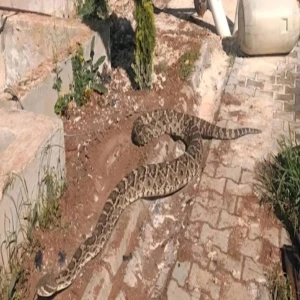 Şanlıurfa’da çadırında dev yılanla karşılaştı! Yaptığı şey görenleri şoke etti