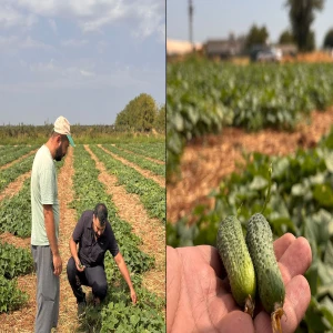 Şanlıurfa’da çiftçinin yeni kazanç kapısı: Ekim alanları büyüyor