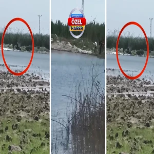 Şanlıurfa’da facia bile ders olmadı! Mayınlı alanda korkutan rahatlık