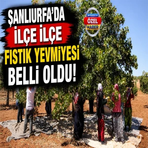 Şanlıurfa’da fıstıkta yevmiye şaşkınlığı! Aynı iş, aynı şehir, farklı para