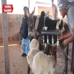 Şanlıurfa'da görenleri şaşkına çeviren taktik! Sürüyü yönetmek için bakın ne yaptı…