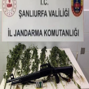 Şanlıurfa’da kenevir ekimi yapan şüpheliye operasyon