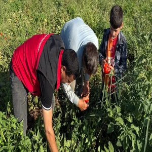 Şanlıurfa’da kiralık araziden tonlarca ürün fışkırdı! Ekipler şaşkın…