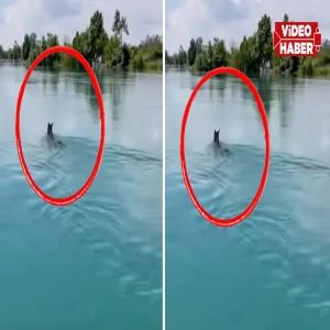 Şanlıurfa’da şaşkına çeviren görüntü: Fırat Nehri’nin ortasında…